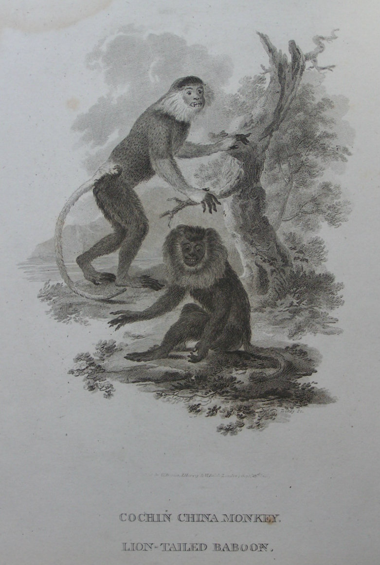 Print - Cochin China Monkey. Lion-Tailed Baboon - Tookey